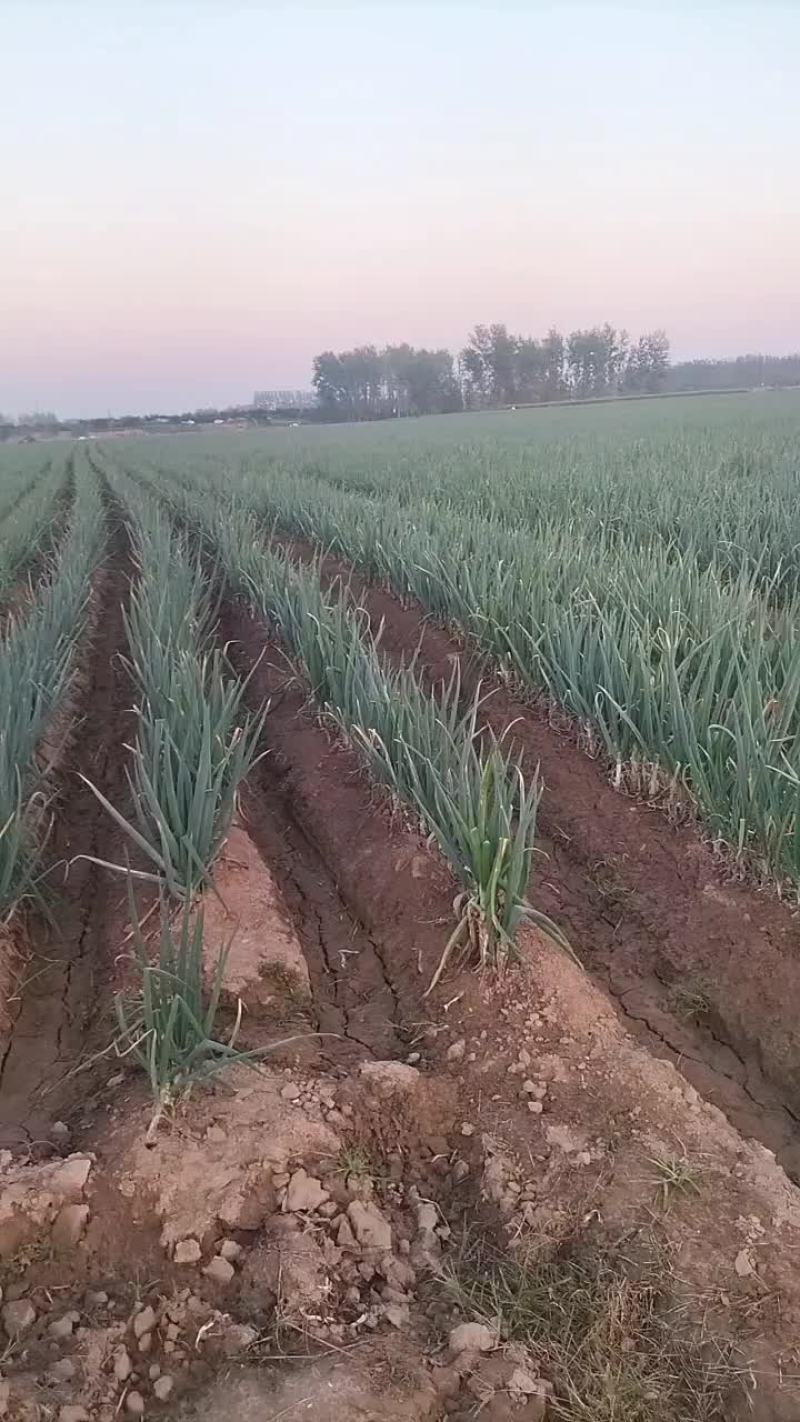 河南大葱