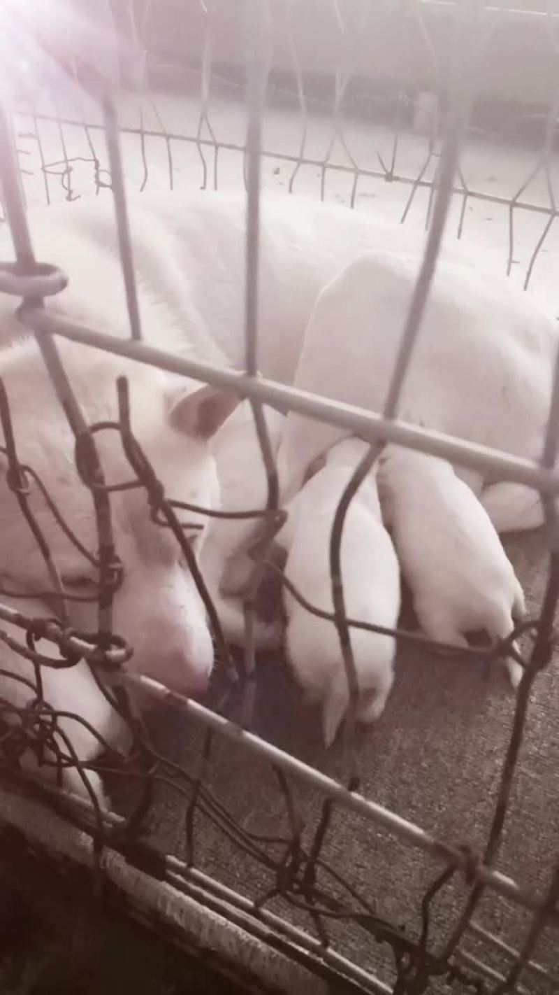 下司犬