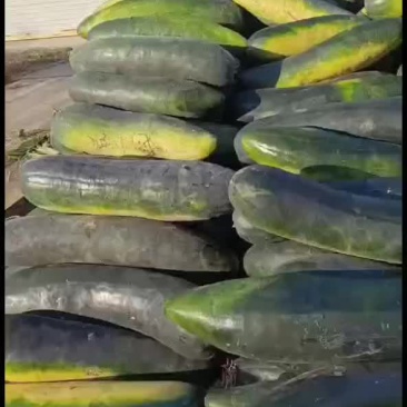亳州黑皮冬瓜大量上市，有需要的可以随时联系我