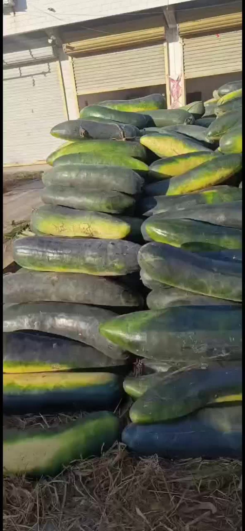 亳州黑皮冬瓜大量上市，有需要的可以随时联系我
