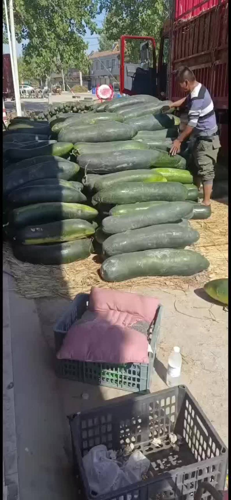 亳州黑皮冬瓜大量上市，有需要的可以随时联系我