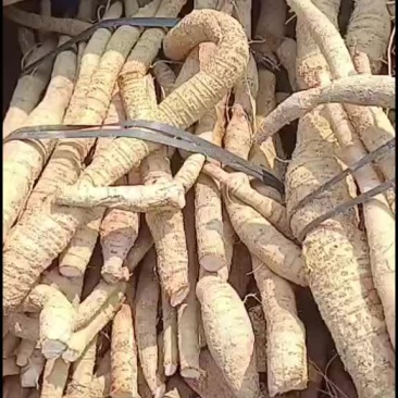 黄皮老身无次牛小（细）叶统货牛大力开挖
