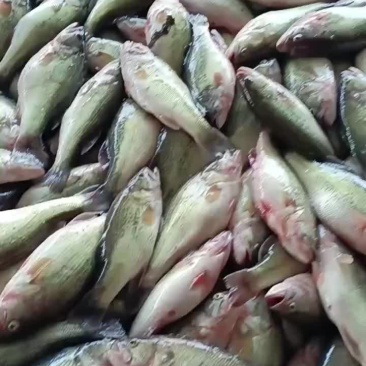 鲈鱼