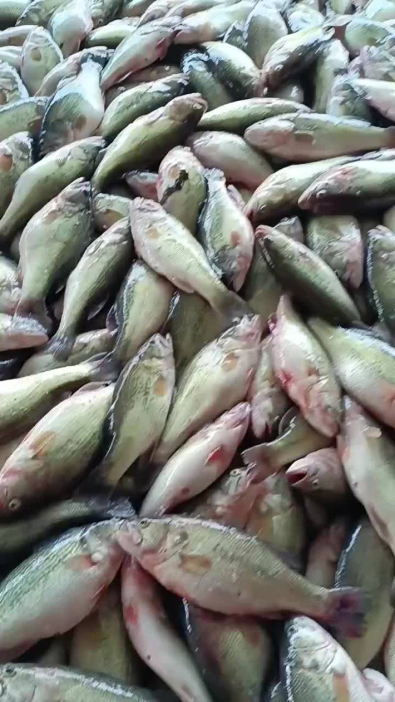 鲈鱼