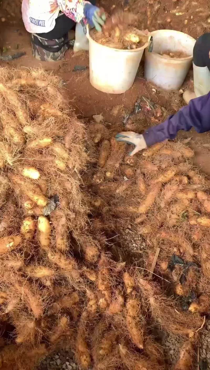 毛薯。产地直发。一手货源。实力卖