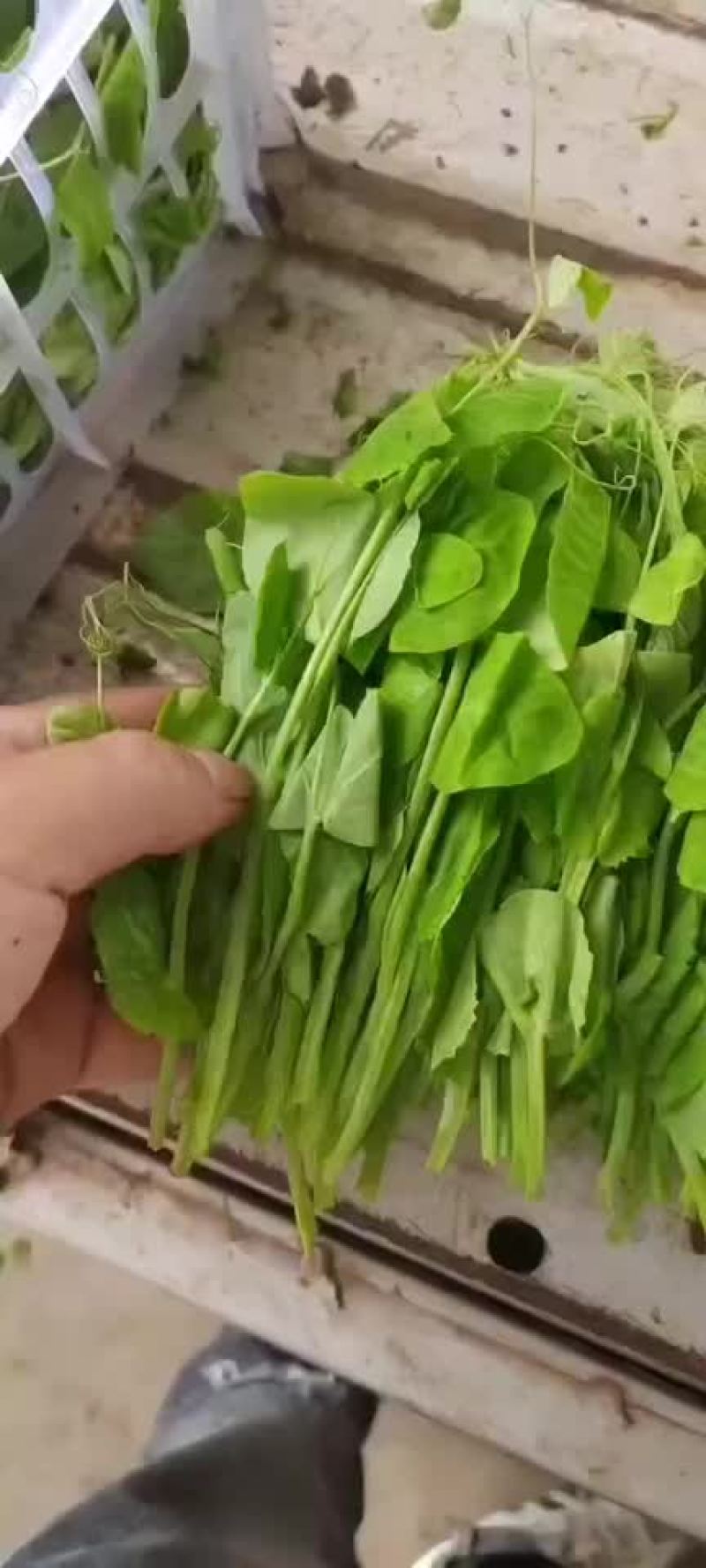 豌豆尖产地直发