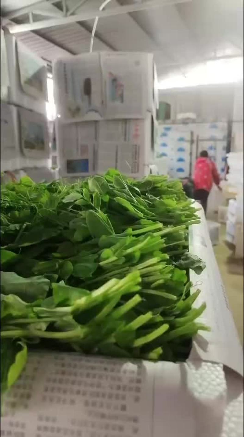 豌豆尖产地直发