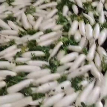 精品萝卜