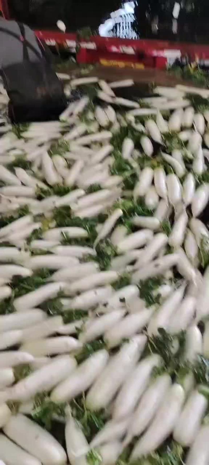 精品萝卜