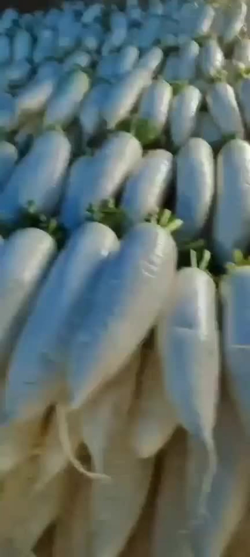 精品萝卜