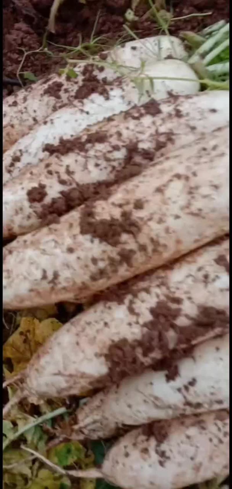 精品萝卜