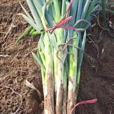 长白大葱