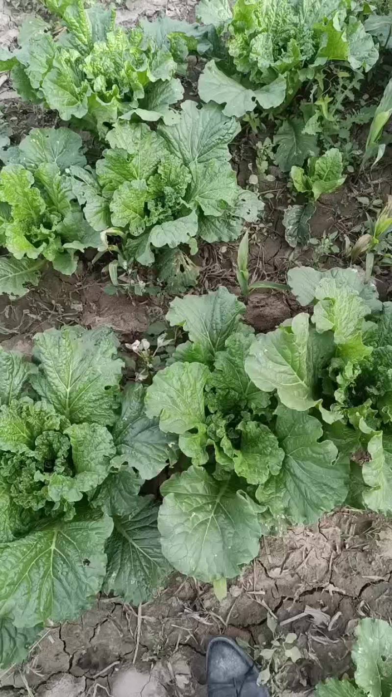 小白菜大量现货