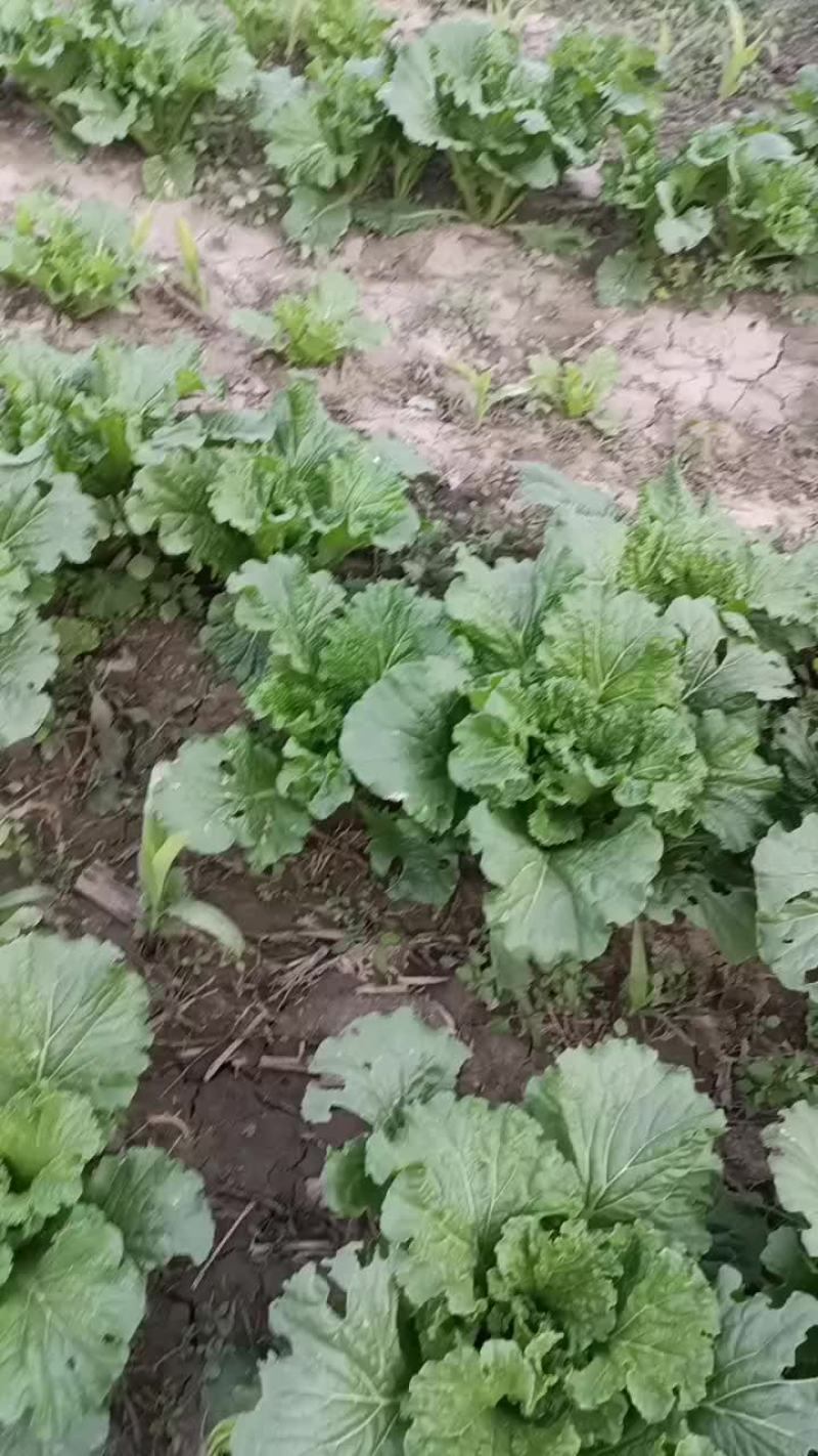 小白菜大量现货