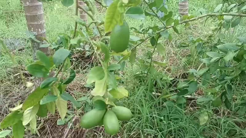 台湾四季无籽香水柠檬苗