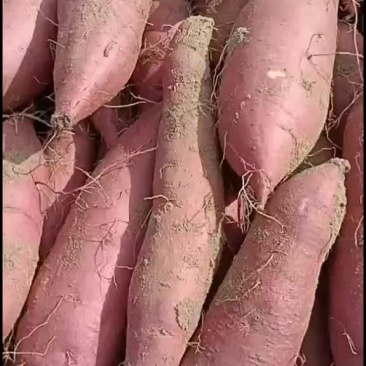 红薯