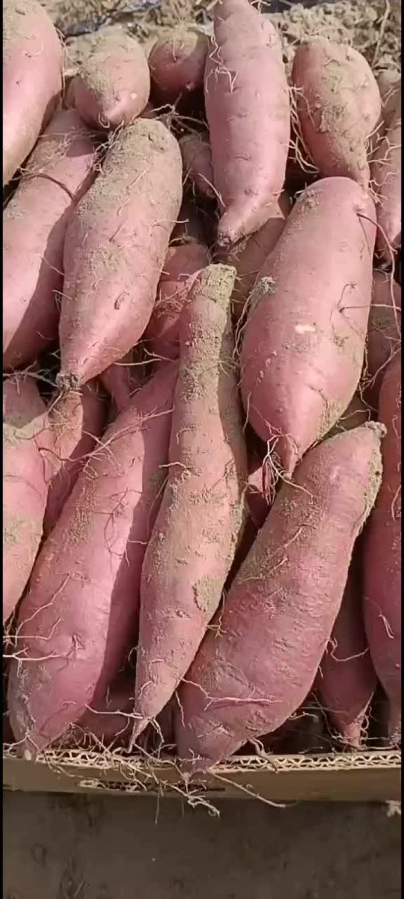 红薯