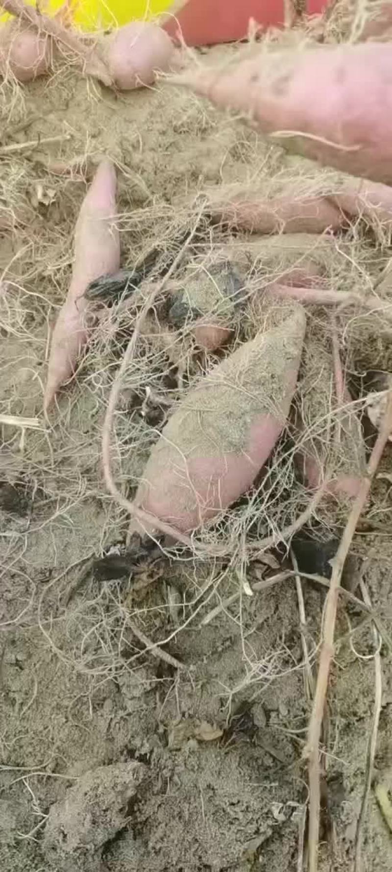 红薯