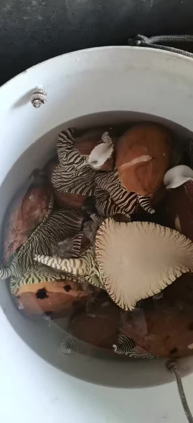 油螺（茂1588982名市3503