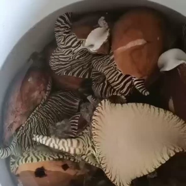 油螺（茂1588982名市3503