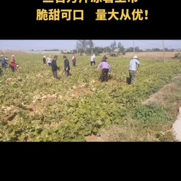 孝感市云三百万斤凉薯地瓜上市，持续供应。包甜包水分包白。