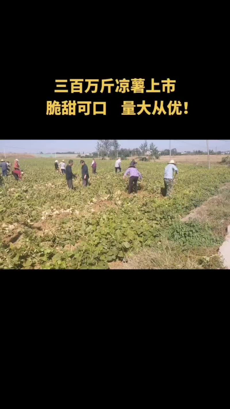 孝感市云三百万斤凉薯地瓜上市，持续供应。包甜包水分包白。