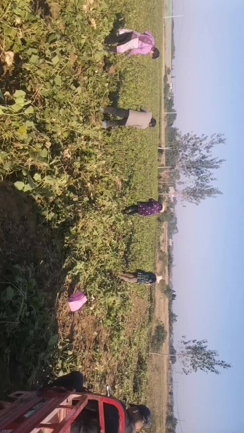 孝感市云三百万斤凉薯地瓜上市，持续供应。包甜包水分包白。