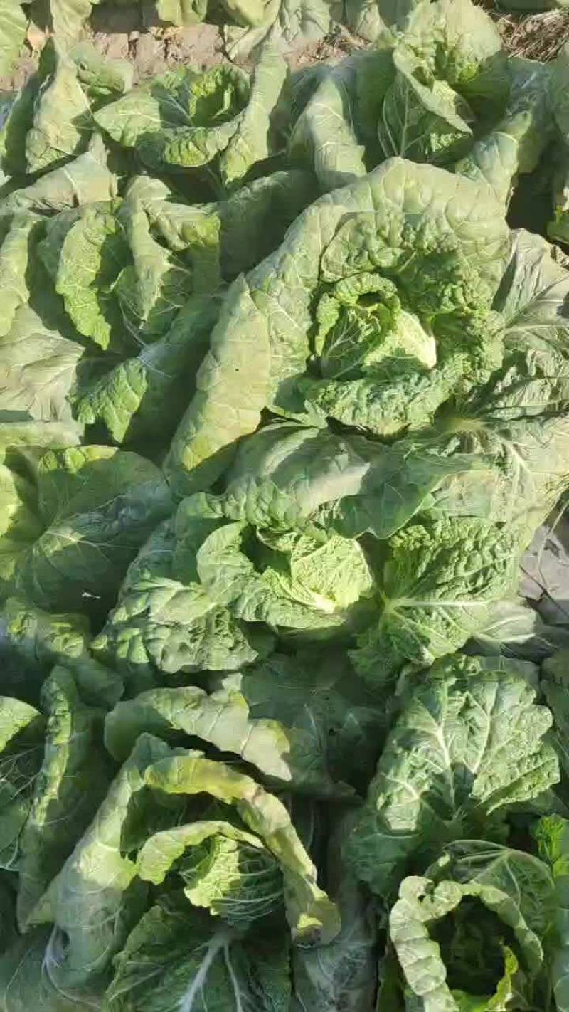 精品黄心娃娃菜需要的联系我大量有货