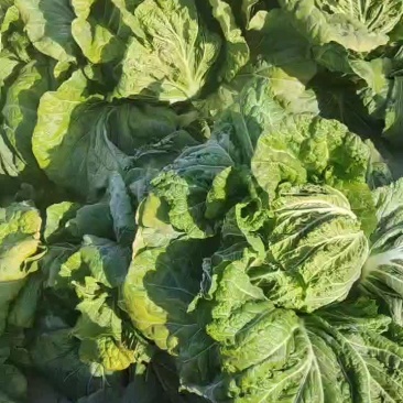 精品黄心大白菜