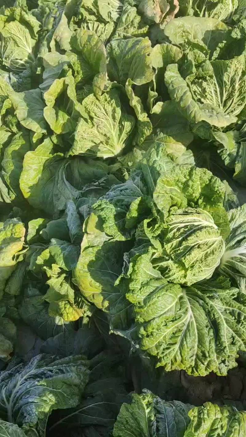 精品黄心大白菜