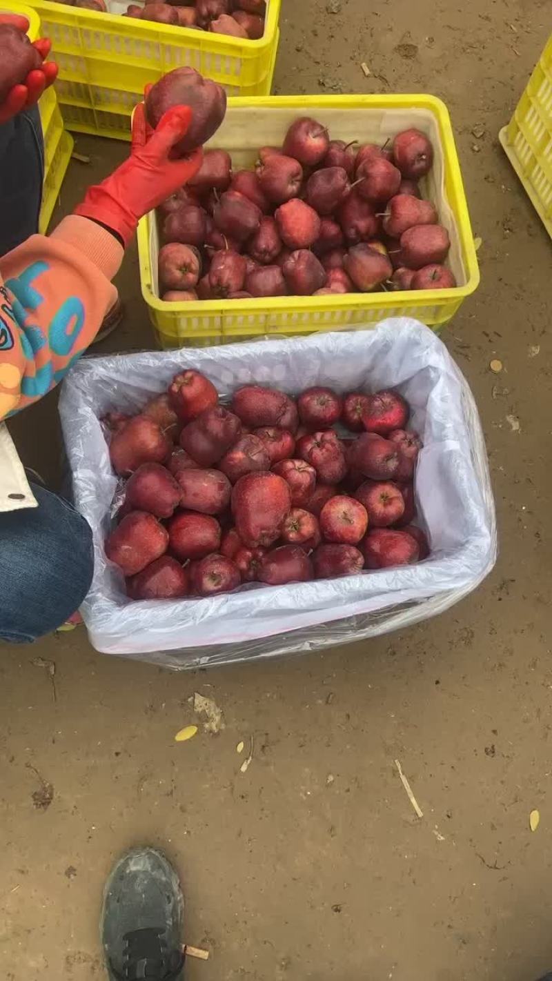 甘肃天水高山花牛苹果大量上市，急需收通货的老板联系