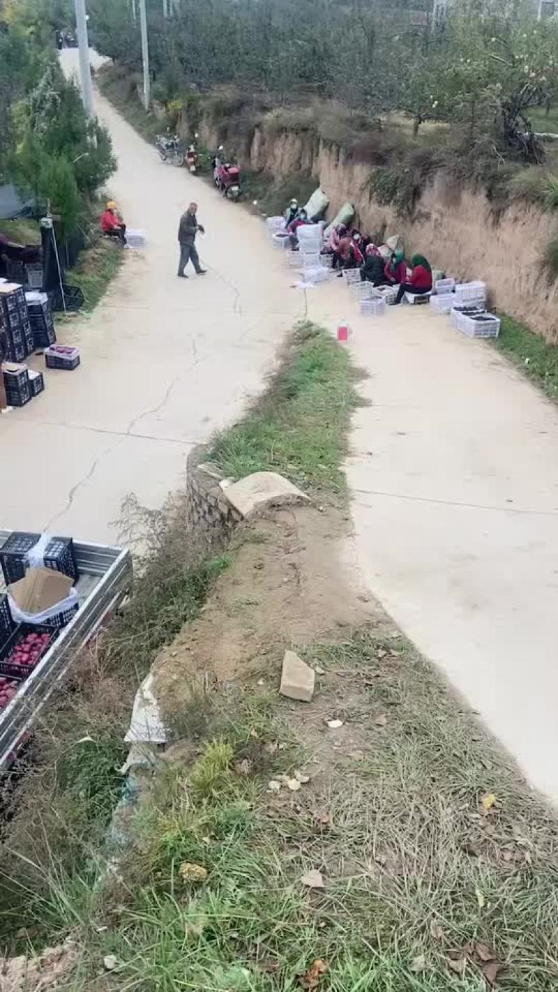 甘肃天水高山花牛苹果大量上市，急需收通货的老板联系