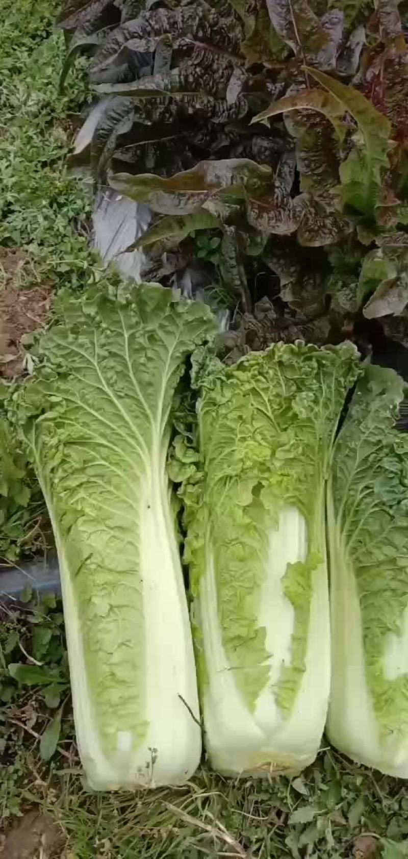 秋录60