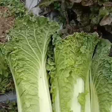秋录60
