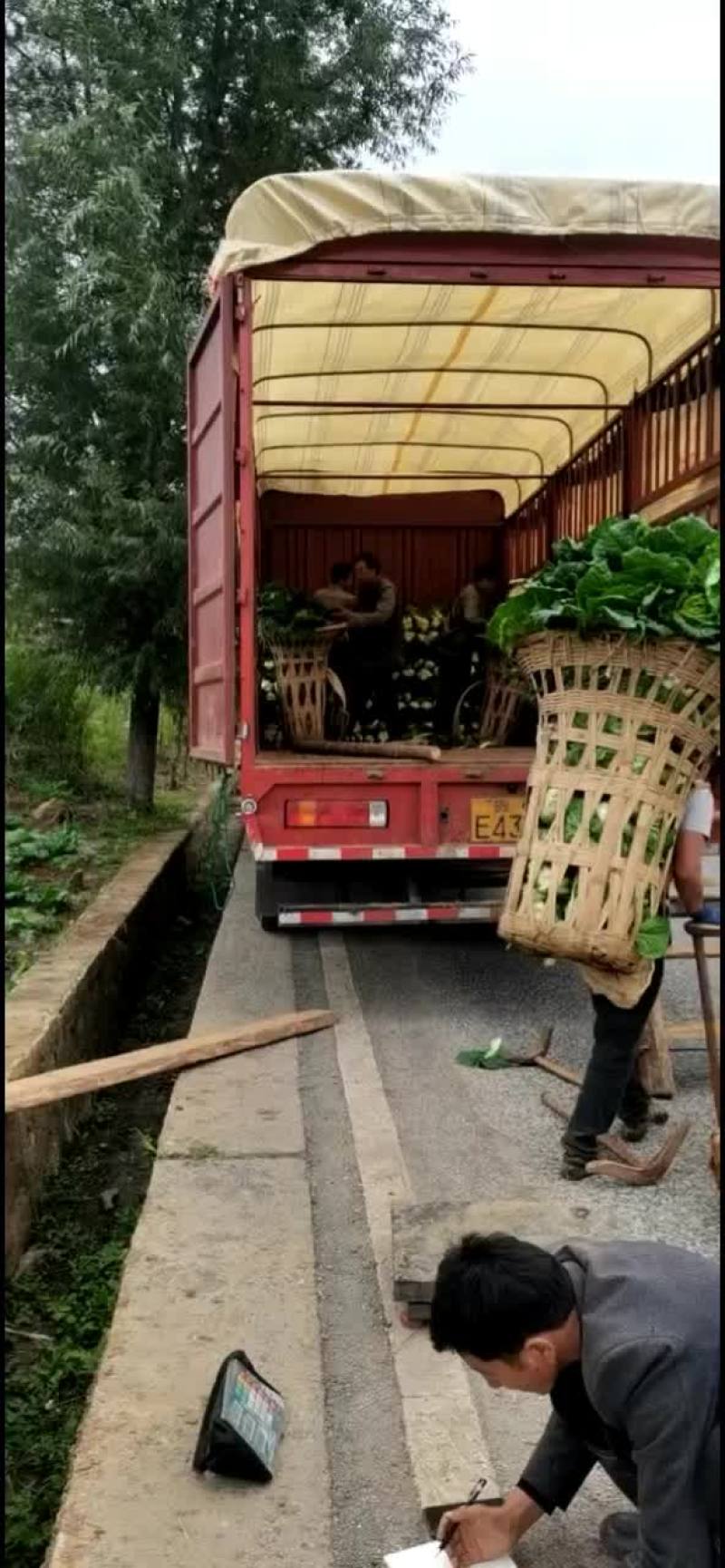自己合作基地大量上市量大从优，欢迎全国客商来电洽谈