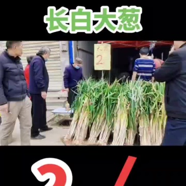 周至县哑柏镇粮站对面大量批发零售长白大葱