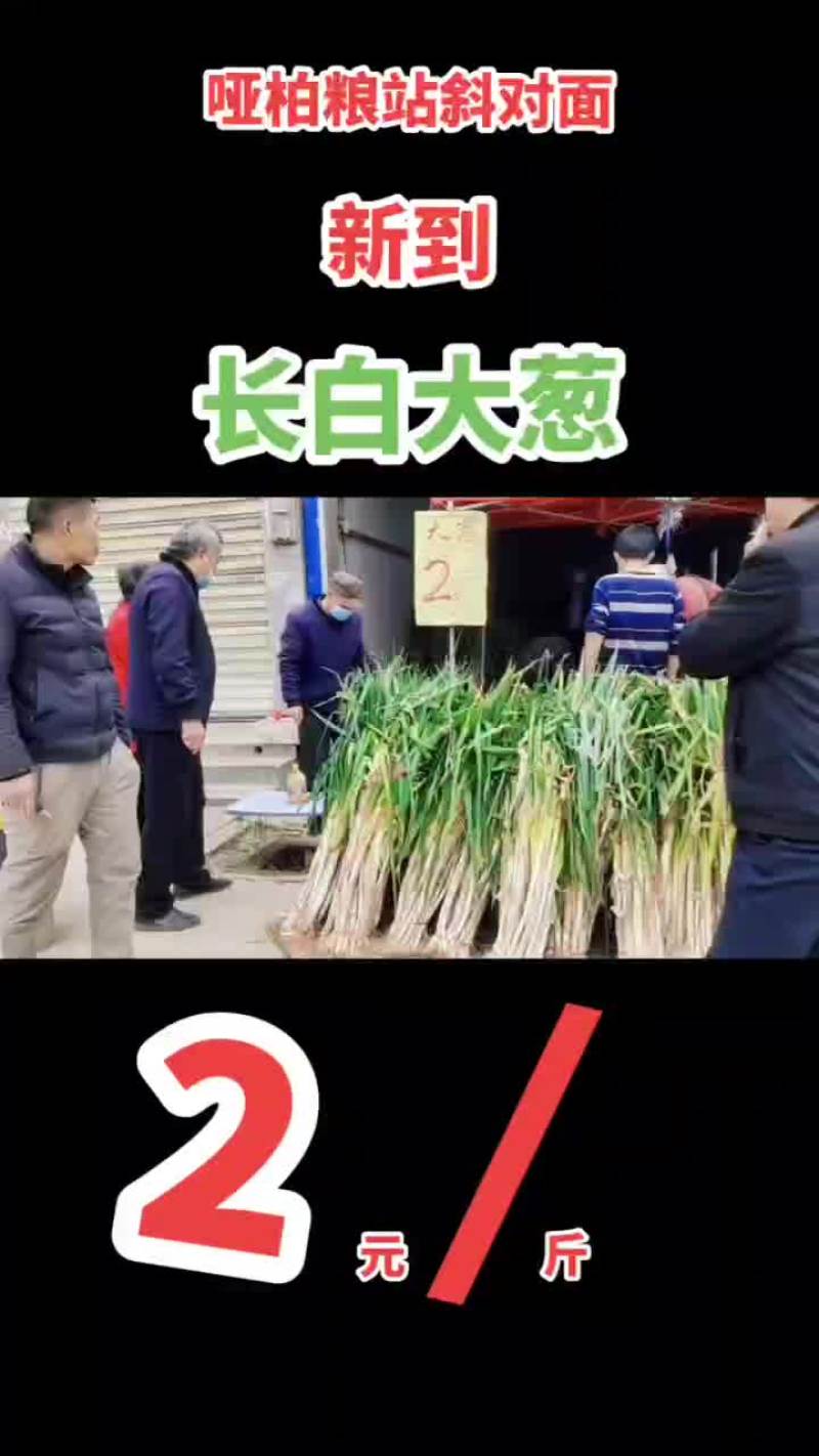 周至县哑柏镇粮站对面大量批发零售长白大葱