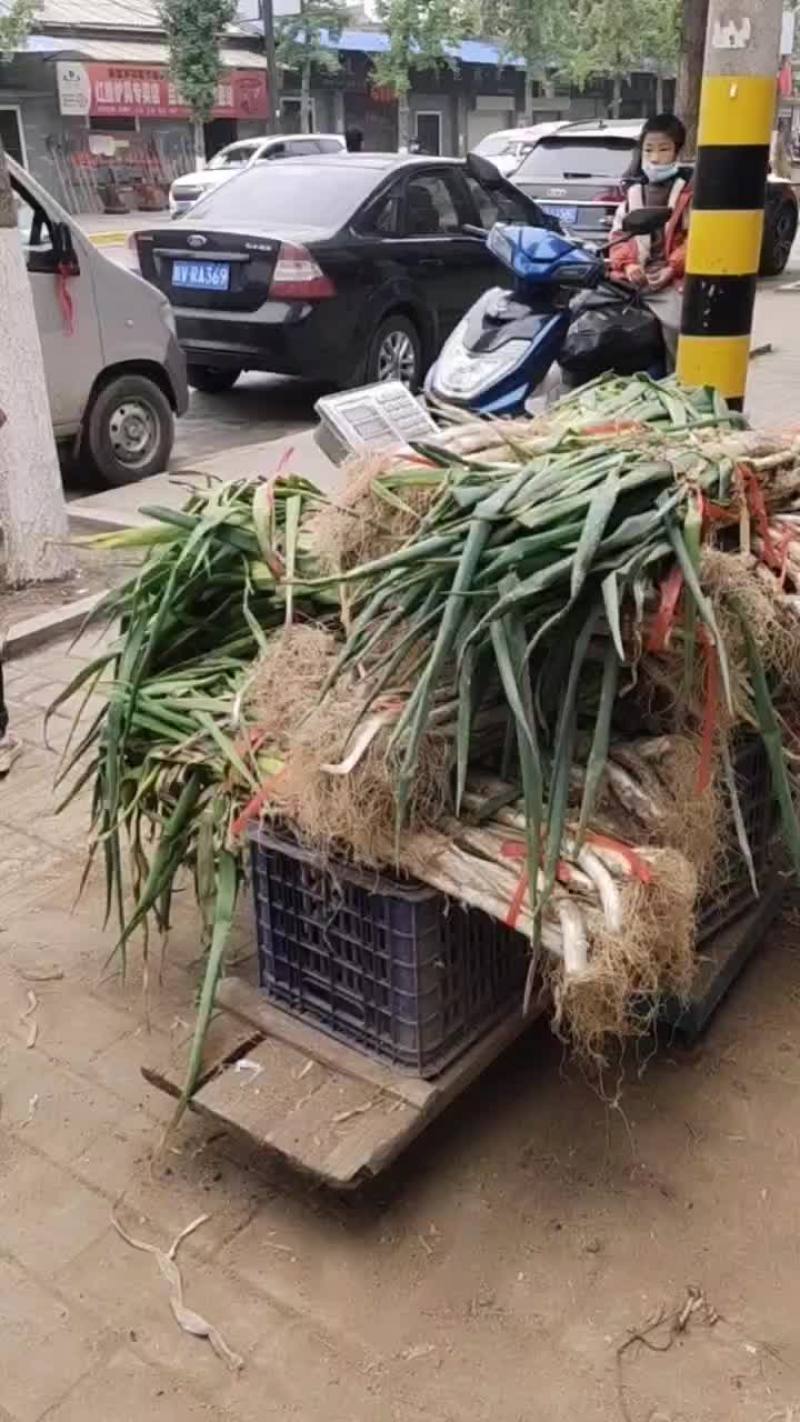 周至县哑柏镇粮站对面大量批发零售长白大葱