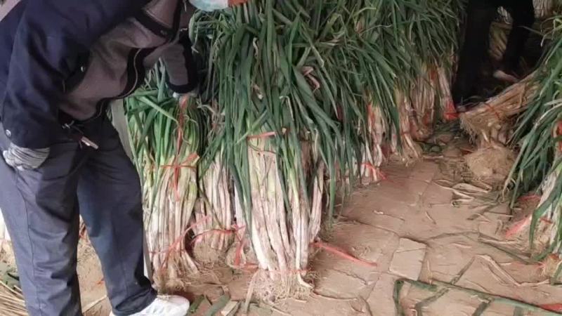 周至县哑柏镇粮站对面大量批发零售长白大葱