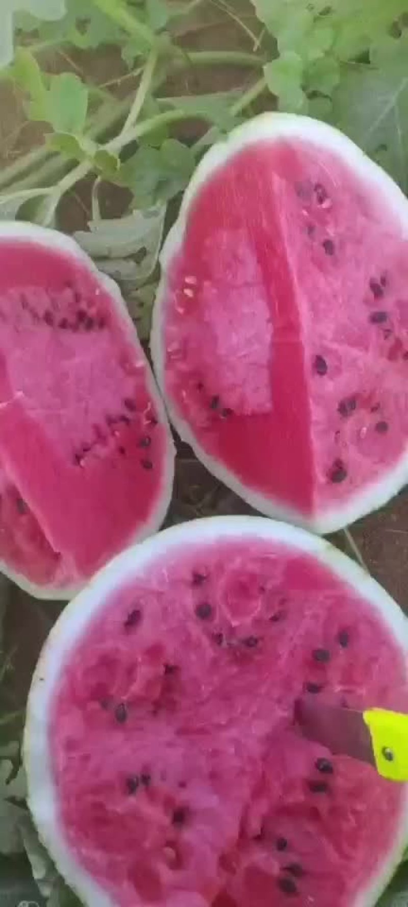 价格美丽，欢迎订购