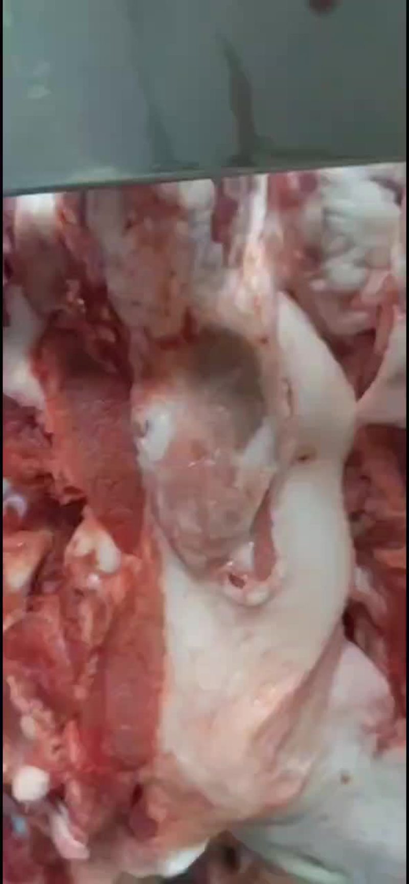 猪头，精猪头，毛猪头