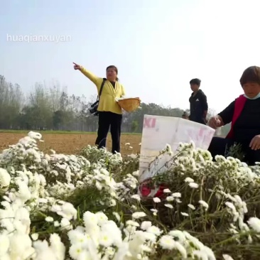 大板菊新货上市量大从优
