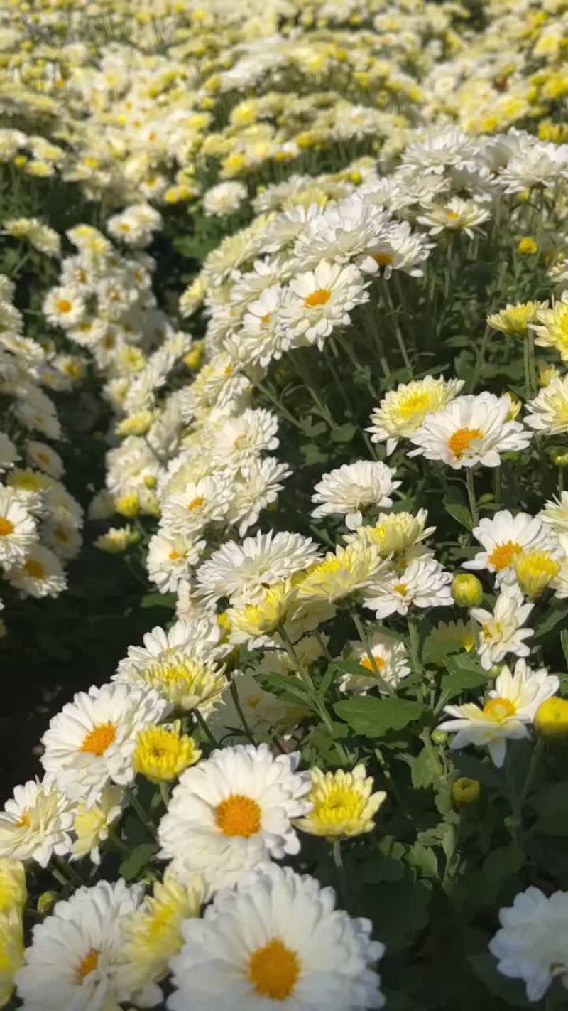 大板菊新货上市量大从优