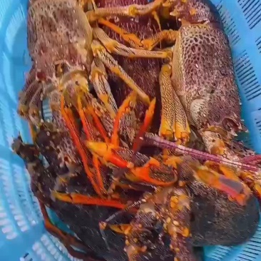 澳龙