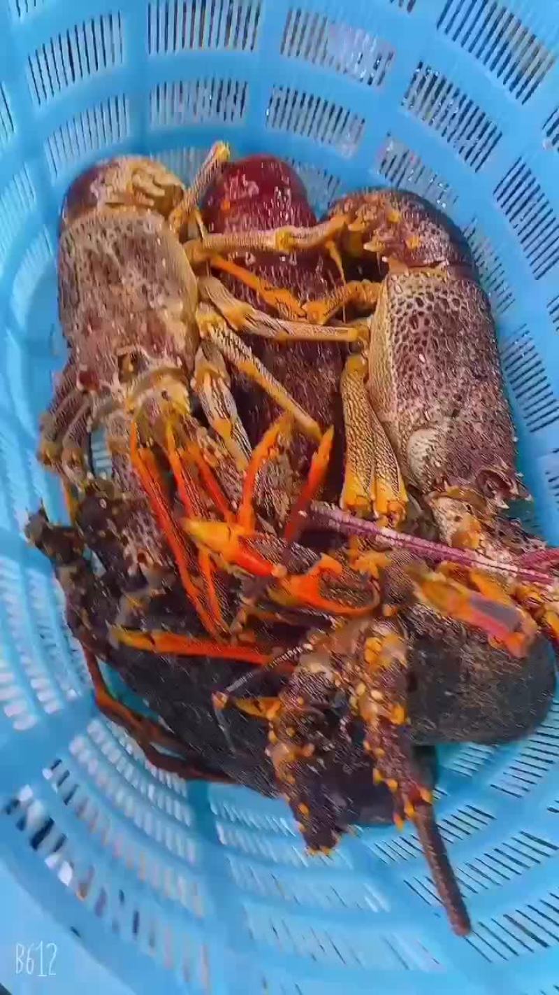 澳龙