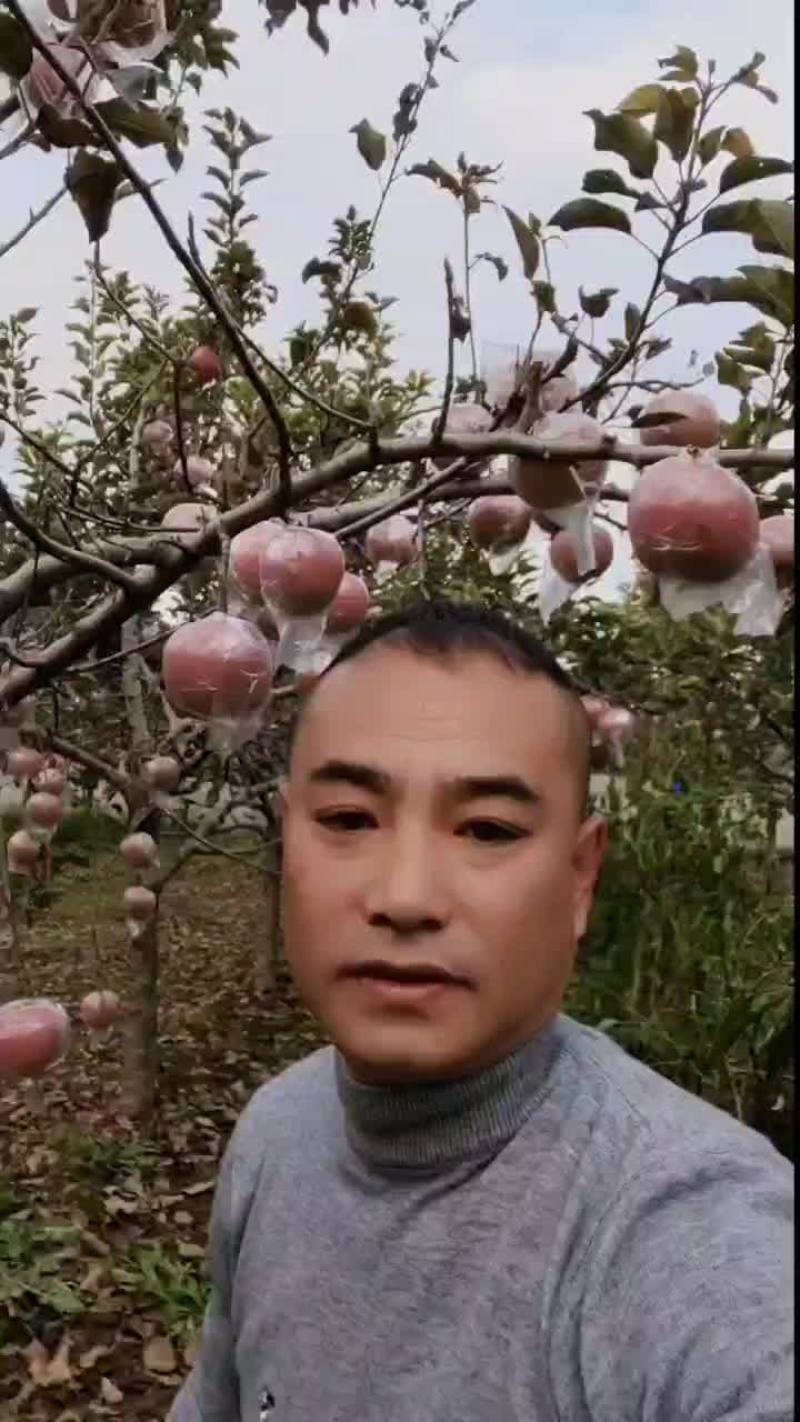 红富士苹果
