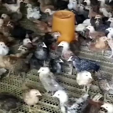 常年出售脱温柴鸡苗