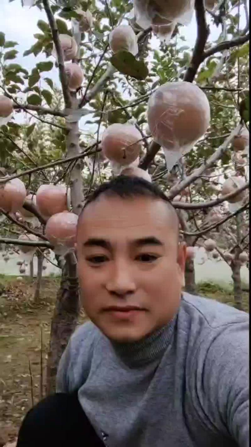 红富士苹果