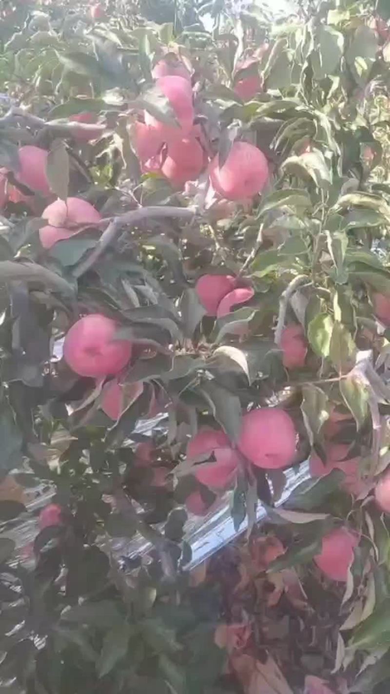 新民韩富苹果