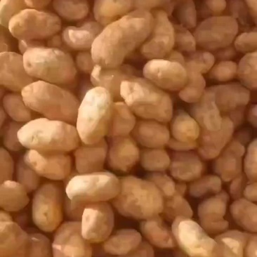 土豆